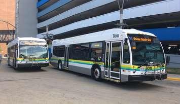 Transit Windsor diesel buses. July 16, 2018. (Photo by Paul Pedro)