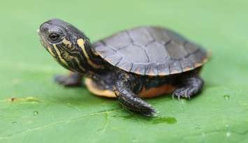 Turtle hatchling.  Photo from the ABCA