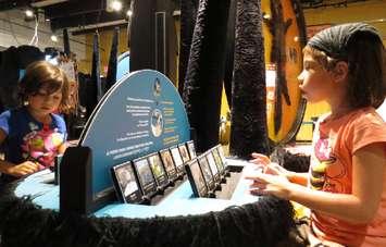 Children learning about hair at a new exhibit coming to the Bruce Museum and Cultural Centre. Photo from www.brucemuseum.ca. 