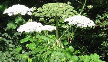 Giant Hogweed (Photo Submitted by Lower Thames Valley Conservation Authority)