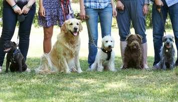 A group of dogs with their owners. © Can Stock Photo / HighwayStarz