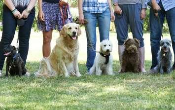 A group of dogs with their owners. © Can Stock Photo / HighwayStarz