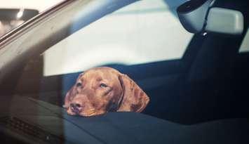 Dog in hot car.  Getty Images.  Credit: ablozhka