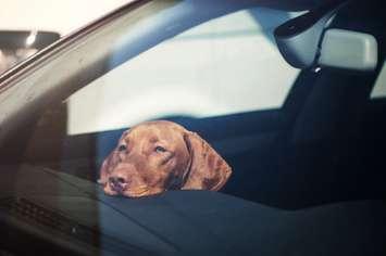 Dog in hot car.  Getty Images.  Credit: ablozhka